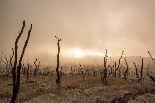 Bare trees in a barren landscape, symbolizing Job and the mystery of innocent suffering