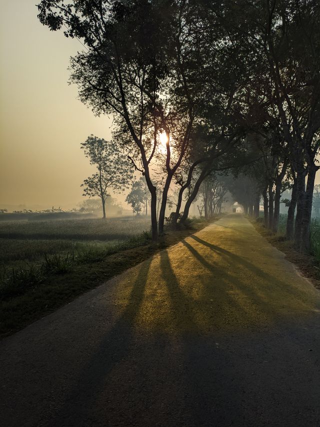 A quiet country road lined with trees and illuminated by soft sunrise light, symbolizing God’s guidance through uncertain seasons.